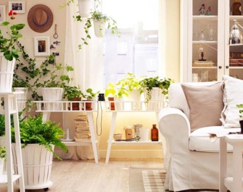 گلهای مناسب آپارتمان در فضای داخل پذیرایی